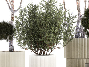 Beautiful pine and spruce topiary trees in a pot 1304 3D Модель