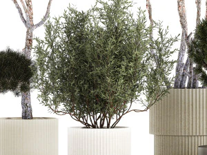 Beautiful pine and spruce topiary trees in a pot 1304 3D Model