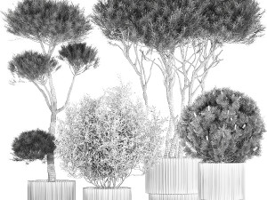 Beautiful pine and spruce topiary trees in a pot 1304 3D Модель