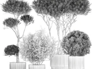 Beautiful pine and spruce topiary trees in a pot 1304 3D Model