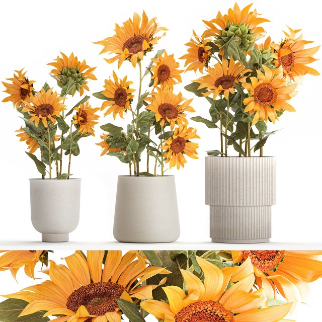 Beautiful Plant Bushes Sunflowers In A Pot 1305 3D Model .c4d .max .obj .3ds .fbx .lwo .lw .lws