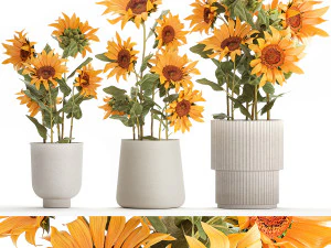 Lindos arbustos de plantas girass&oacute;is em vaso 1305 Modelo 3D