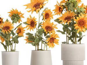 Beautiful Plant Bushes Sunflowers In A Pot 1305 Modelo 3D