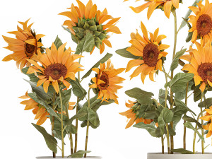 Beautiful Plant Bushes Sunflowers In A Pot 1305 Modelo 3D
