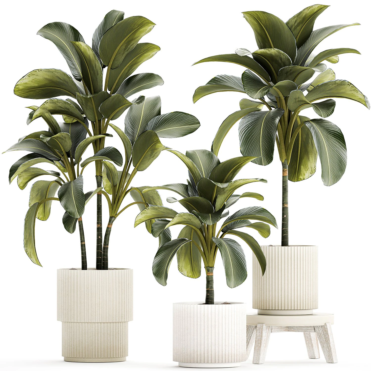 Beautiful plant bushes Calathea lutea in a pot 1306 3D Model .c4d .max .obj .3ds .fbx .stl .blend 