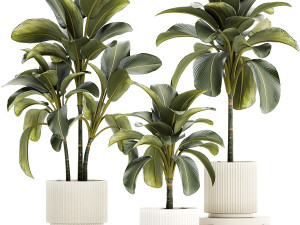 Beautiful plant bushes Calathea lutea in a pot 1306 Modèle 3D