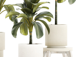 Beautiful plant bushes Calathea lutea in a pot 1306 Modelo 3D
