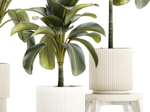 Beautiful plant bushes Calathea lutea in a pot 1306 3D Model