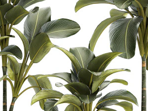 Beautiful plant bushes Calathea lutea in a pot 1306 3D Model