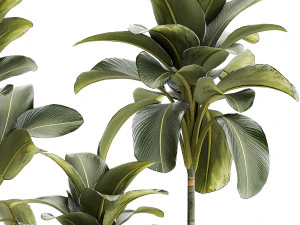 Beautiful plant bushes Calathea lutea in a pot 1306 3D Model