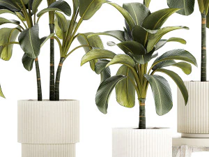 Beautiful plant bushes Calathea lutea in a pot 1306 3D Model