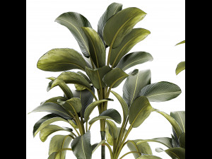 Beautiful plant bushes Calathea lutea in a pot 1306 Modelo 3D