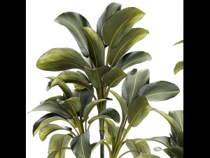 Beautiful plant bushes Calathea lutea in a pot 1306 3D Model