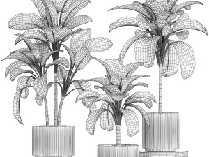 Beautiful plant bushes Calathea lutea in a pot 1306 Modelo 3D
