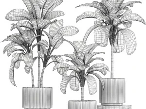 Beautiful plant bushes Calathea lutea in a pot 1306 3D Model