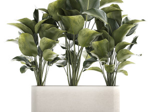 Beautiful Plant Bush Calathea Lutea Flowerpot 1309 3D Model