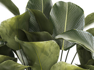 Beautiful Plant Bush Calathea Lutea Flowerpot 1309 3D 모델