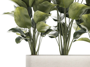 Beautiful Plant Bush Calathea Lutea Flowerpot 1309 3D 모델