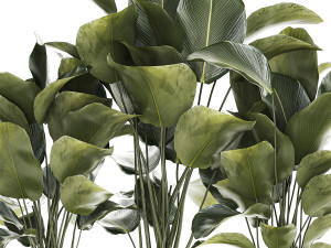Beautiful Plant Bush Calathea Lutea Flowerpot 1309 3D 모델