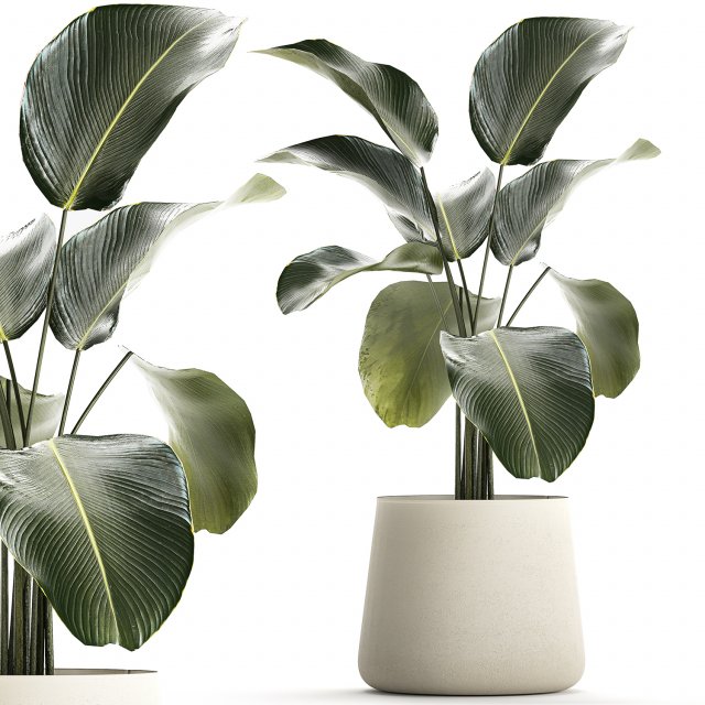 Beautiful Plant Bush Calathea Lutea Flowerpots 1310 3D मॉडल .c4d .max .obj .3ds .fbx .stl .blend 