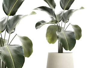 Pot Bunga Calathea Lutea Semak Tanaman Cantik 1310 Model 3D