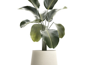 Beautiful Plant Bush Calathea Lutea Flowerpots 1310 3D मॉडल