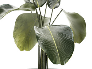 Beautiful Plant Bush Calathea Lutea Flowerpots 1310 3D मॉडल