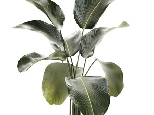 Beautiful Plant Bush Calathea Lutea Flowerpots 1310 3D मॉडल