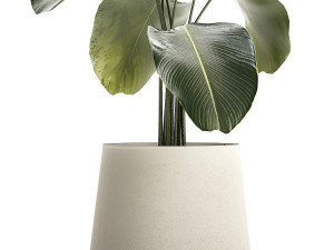 Beautiful Plant Bush Calathea Lutea Flowerpots 1310 3D मॉडल