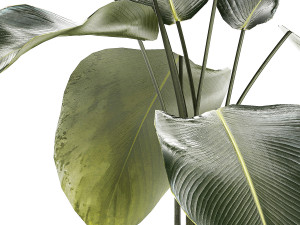 Beautiful Plant Bush Calathea Lutea Flowerpots 1310 3D मॉडल