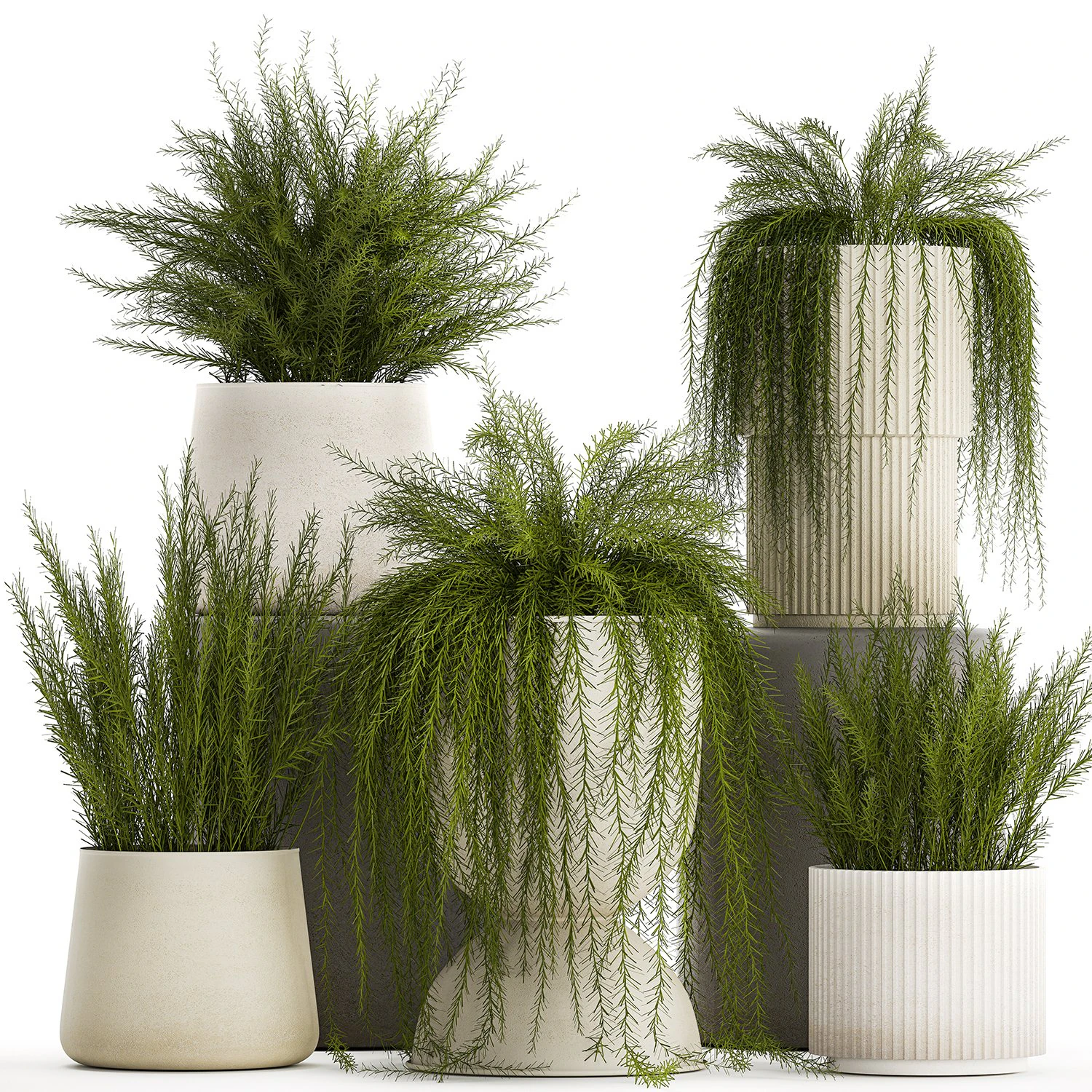 Beautiful bush plants Asparagus aethiopicus flowerpot 1311 3D Model .c4d .max .obj .3ds .fbx .stl .blend 