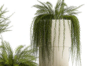 Beautiful bush plants Asparagus aethiopicus flowerpot 1311 3D Model