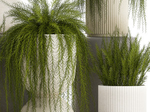 Beautiful bush plants Asparagus aethiopicus flowerpot 1311 Modelo 3D