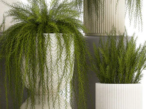 Beautiful bush plants Asparagus aethiopicus flowerpot 1311 3D Model