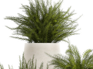 Beautiful bush plants Asparagus aethiopicus flowerpot 1311 Modelo 3D