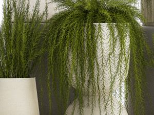 Beautiful bush plants Asparagus aethiopicus flowerpot 1311 Modelo 3D
