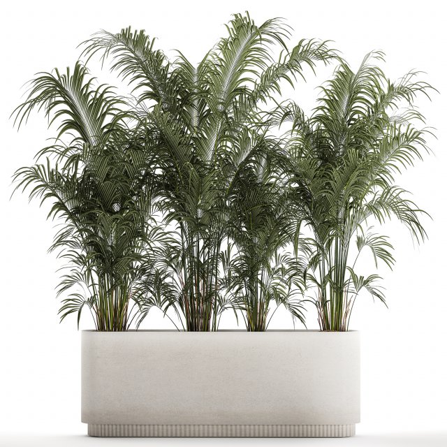 Beautiful Howea Palm Plants In A Flowerpot 1312 3D Model .c4d .max .obj .3ds .fbx .stl .blend 