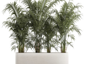Beautiful Howea Palm Plants In A Flowerpot 1312 Modelo 3D