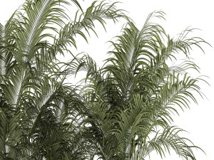 Beautiful Howea Palm Plants In A Flowerpot 1312 3D Model
