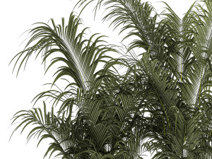 Beautiful Howea Palm Plants In A Flowerpot 1312 3D Model