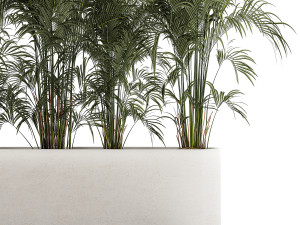Beautiful Howea Palm Plants In A Flowerpot 1312 3D Model