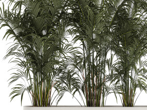 Beautiful Howea Palm Plants In A Flowerpot 1312 3D Model