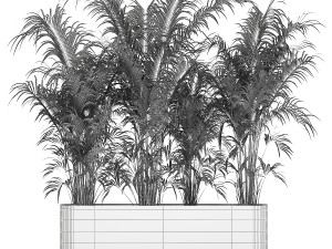 Beautiful Howea Palm Plants In A Flowerpot 1312 3D Model