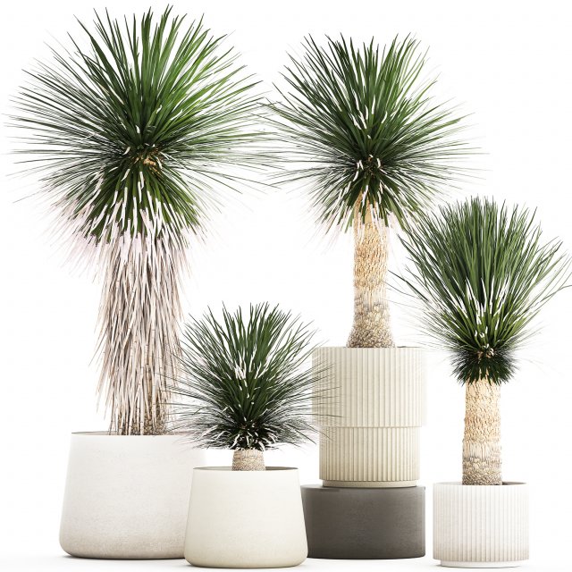 Beautiful Yucca rostrata palm plants in a flowerpot 1313 3D Model .c4d .max .obj .3ds .fbx .stl .blend 