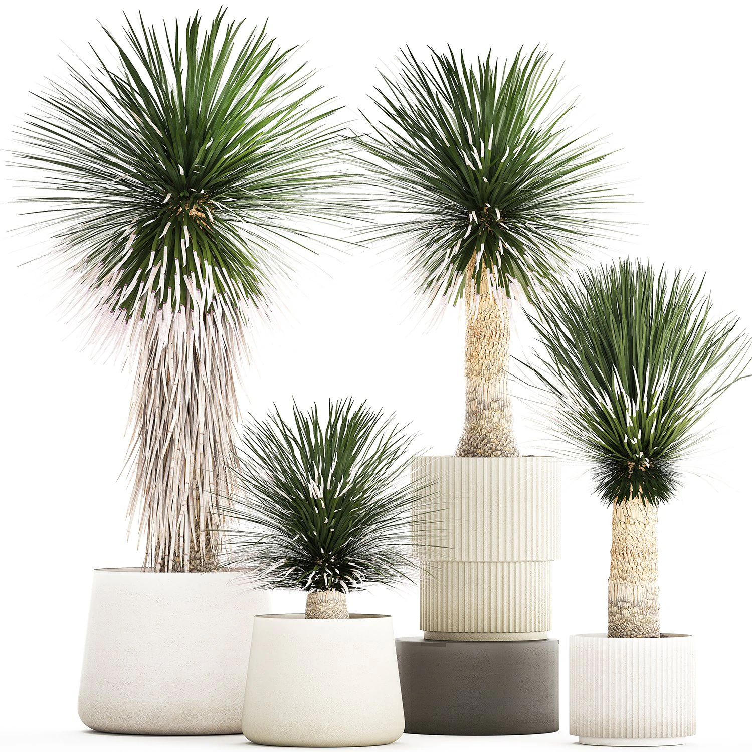 Beautiful Yucca rostrata palm plants in a flowerpot 1313 3D Model .c4d .max .obj .3ds .fbx .stl .blend 