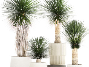 Beautiful Yucca rostrata palm plants in a flowerpot 1313 Modelo 3D