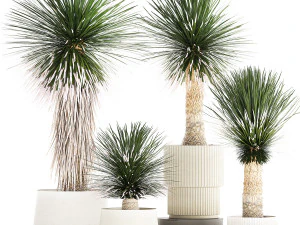 Красиві рослини пальми Yucca rostrata у вазоні 1313 3D Модель