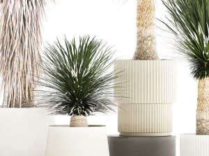 Beautiful Yucca rostrata palm plants in a flowerpot 1313 3D Model