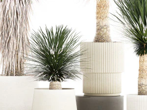 Beautiful Yucca rostrata palm plants in a flowerpot 1313 3D Model