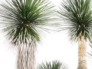 Beautiful Yucca rostrata palm plants in a flowerpot 1313 3D Model